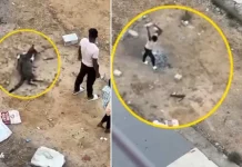 क्रूरता की हदें पार : गर्भवती पत्नी को बिल्ली ने मारा पंजा, तो पति ने पत्थर से कुचलकर ले ली जान