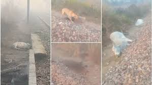 पटरी पर बैठीं गायों पर ट्रेन चढ़ी, 12 गायों की मौके पर ही मौत, कई घायल