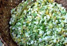 सहजन के फूलों से भी बनाए जा सकते हैं कई लजीज पकवान, जानिए 5 आसान रेसिपी