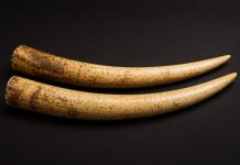 मुंबई : हाथी दांत को 3.5 करोड़ रुपए में बेचने के मामले में चार आरोपी गिरफ्तार