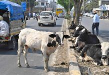 आवारा पशुओं से मुक्त होगा हरियाणा : सैनी