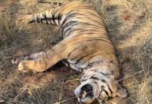 बांधवगढ़ में फिर बाघ की मौत, प्रबंधन ने बताया आपसी संघर्ष; उठे कई सवाल