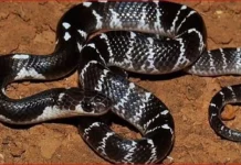 गर्ल्स हॉस्टल में जहरीले सांप का कहर, रात में सोते समय 4 छात्राओं को डसा; 13 साल की मासूम की मौत, 3 गंभीर