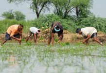 चावल अनुसंधान एवं संरक्षण को बढ़ावा : राष्ट्रीय जैव विविधता प्राधिकरण ने जारी किए 8.22 करोड़ रुपये