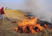 पंजाब में जहरीली हुई हवा, पराली जलाने के 1,007 मामले दर्ज, सांस लेने में हो रही दिक्कत