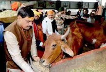 भोपाल में आदर्श गौ शाला स्थापित करने के कार्य को शीघ्र पूर्ण करें : मुख्यमंत्री डॉ. यादव